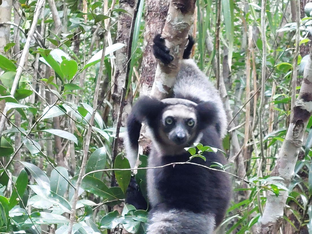 My Madagascar-安塔那那利佛必去景点