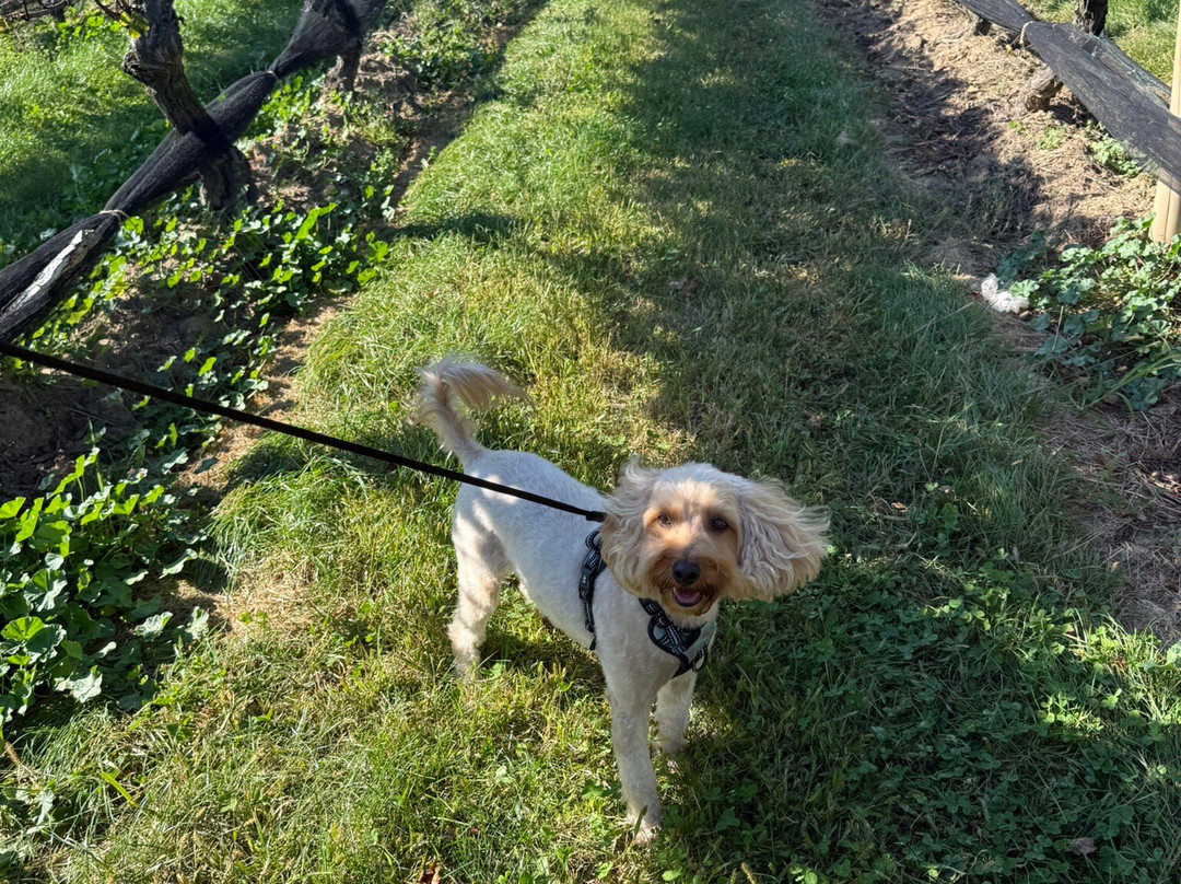 Pindar Vineyards-Peconic必去景点