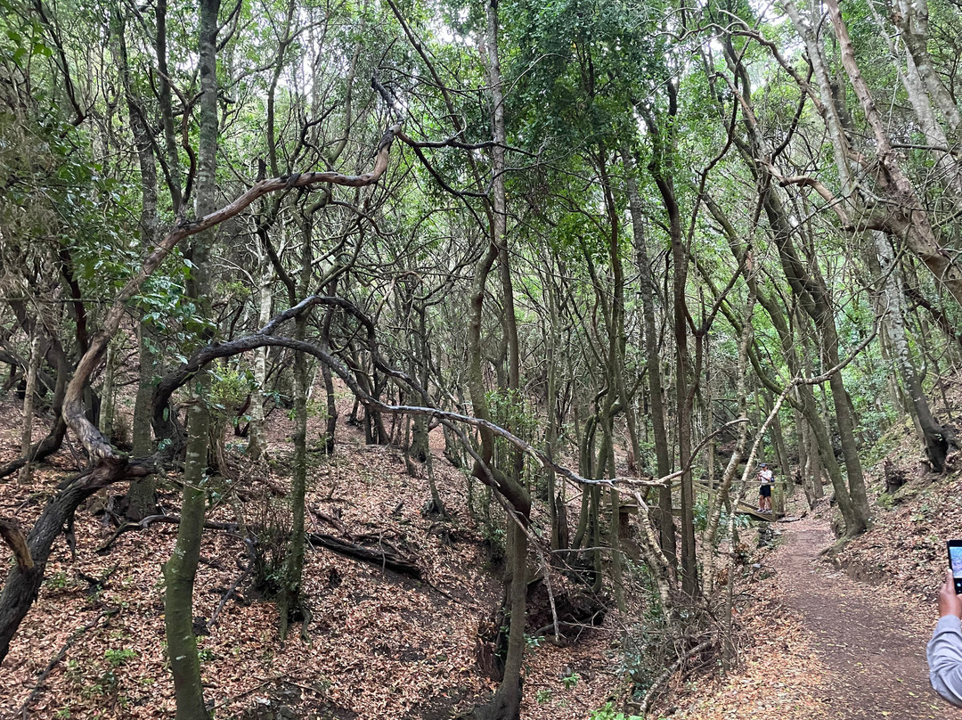 Sendero de los Sentidos-圣克鲁斯-德特内里费必去景点