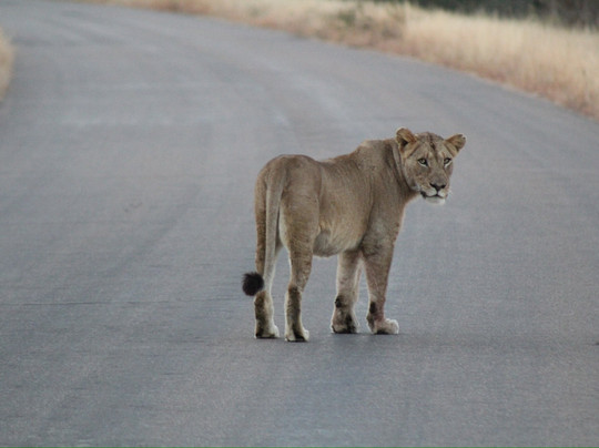 The Safari Beyond-尼斯普鲁特必去景点