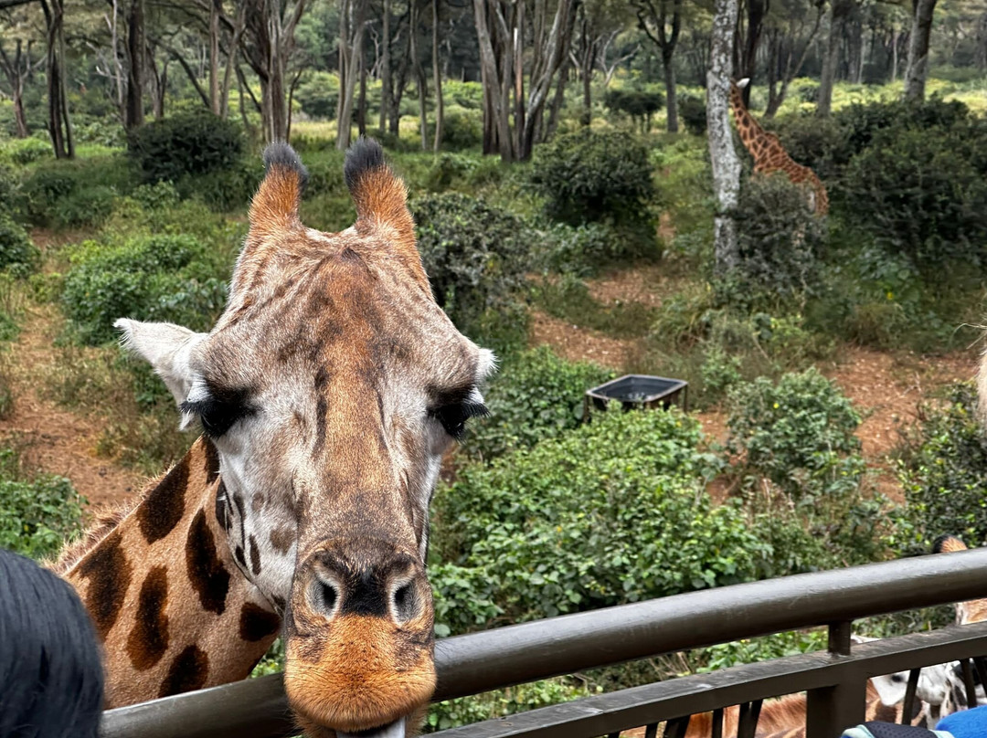 Entice Africa Safaris-内罗毕必去景点