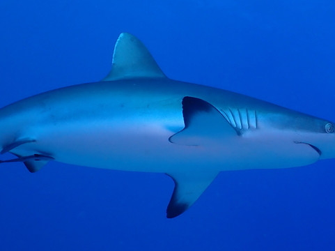 OK Maldives-马累必去景点