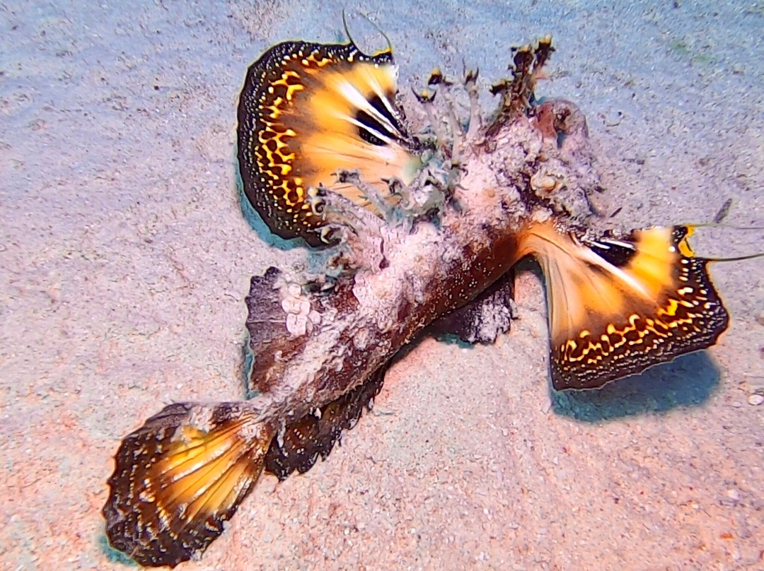 3 Turtles Diving Center-Safaga必去景点