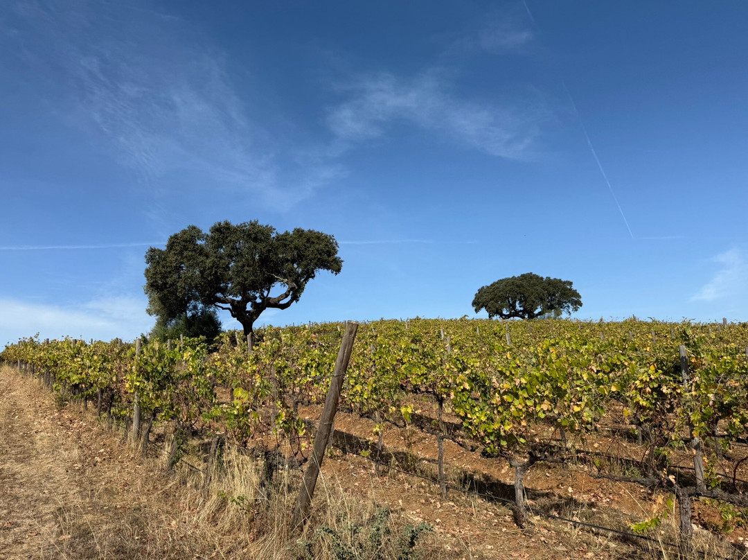 Mainova-Vimieiro必去景点