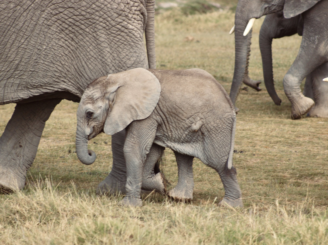 Arlom Safaris-Mtwapa必去景点