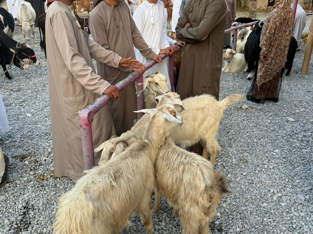 Friday Nizwa Animal Cattle Market-尼日瓦必去景点