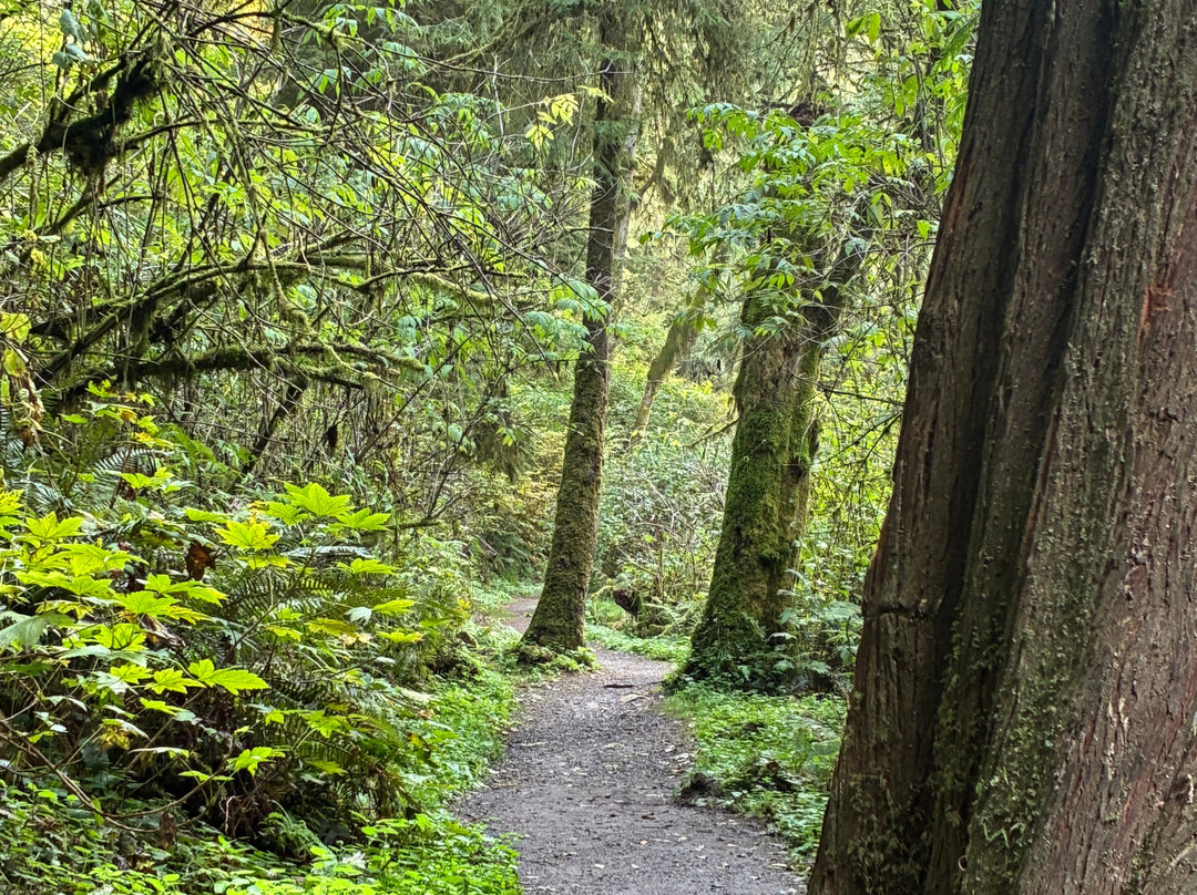 Munson Creek Falls-蒂拉穆克必去景点