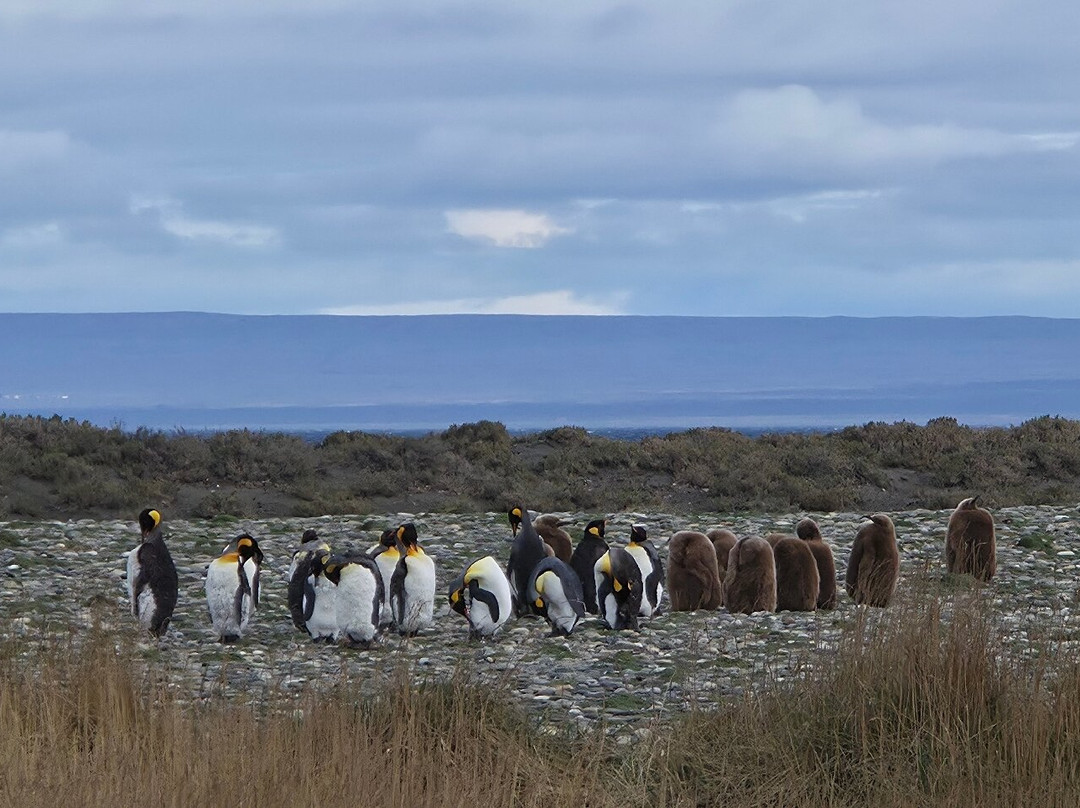 Parque Pinguino Rey-Porvenir必去景点