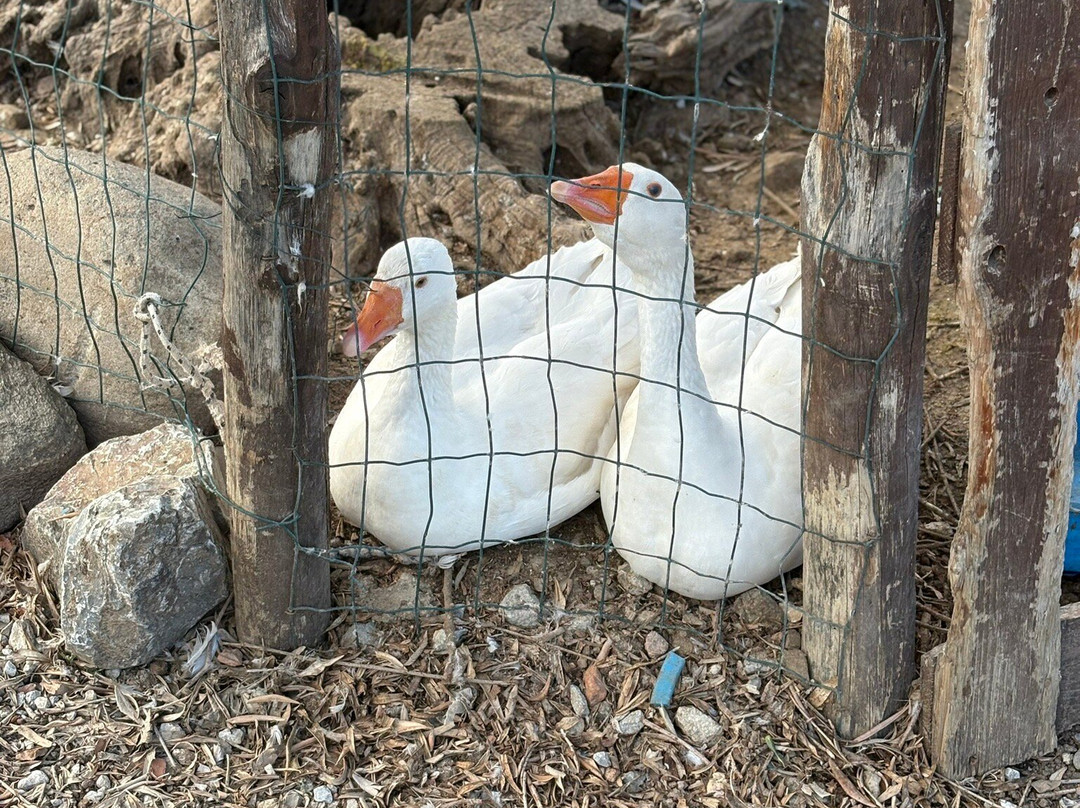 Fattoria del Tindari