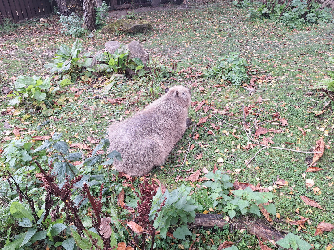 Exotic Zoo Wildlife Park + Natural History & Dino Museum-特尔福德必去景点