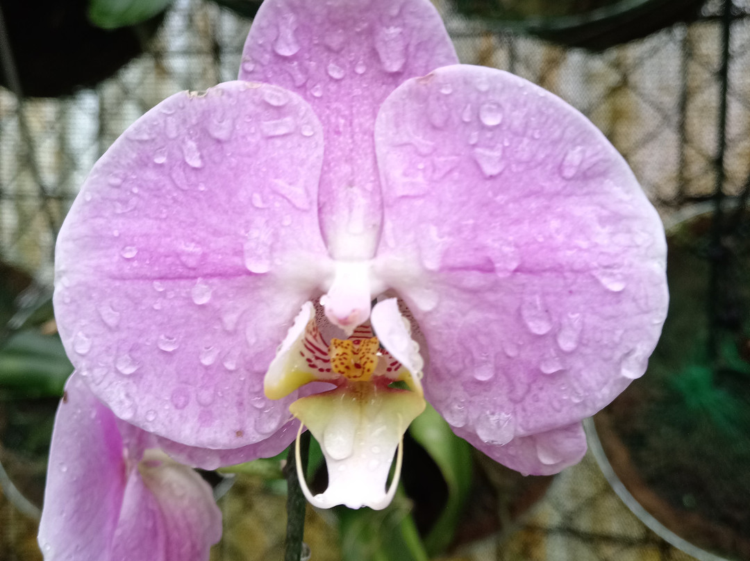 Jardin Botanico Lankester-Cartago必去景点