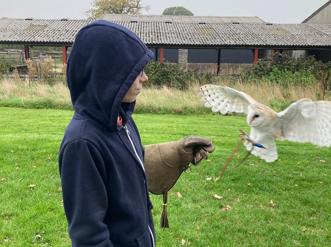 Battlefield Bird of Prey Centre-什鲁斯伯里必去景点