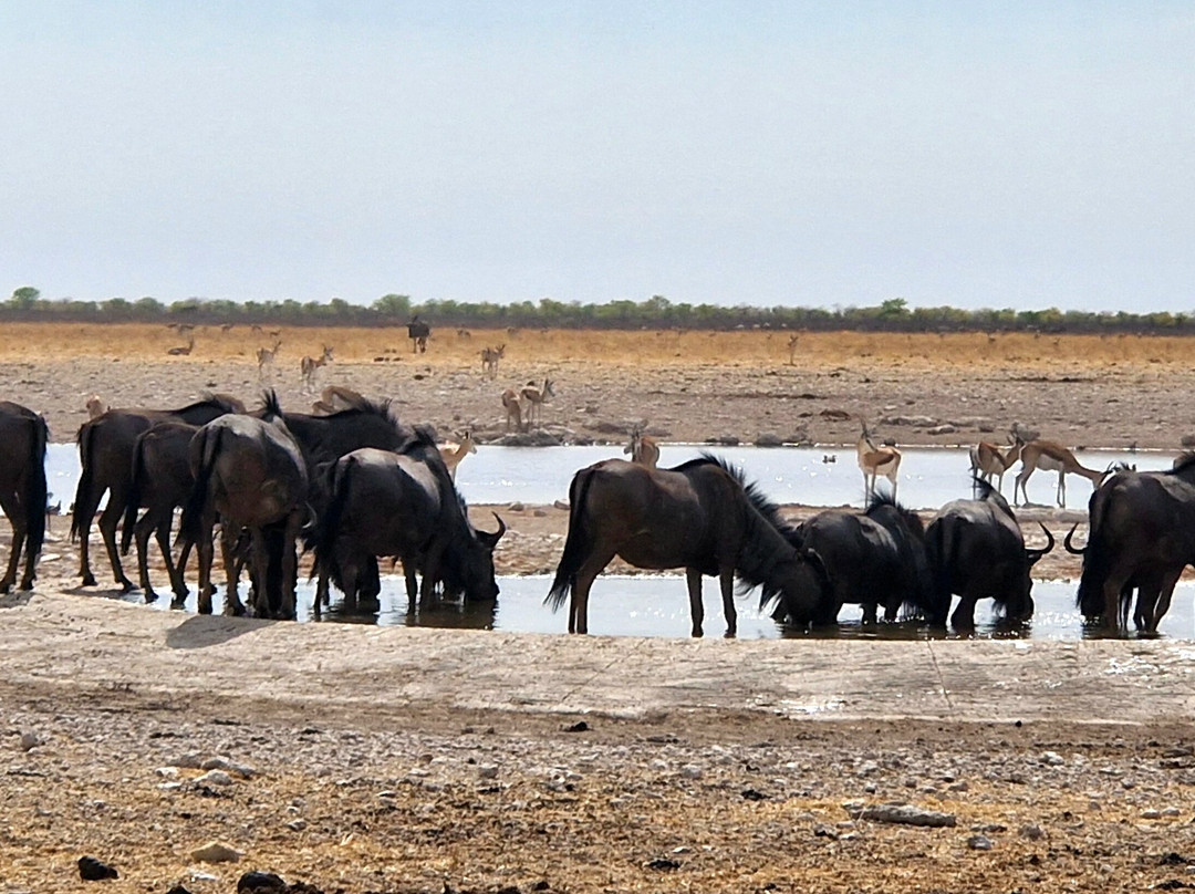 Chameleon Holidays and Travel-温德和克必去景点