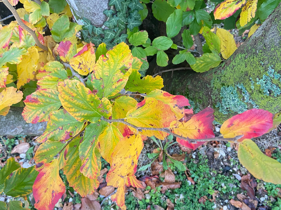 Oriana Noleggio con Conducente-Farra di Soligo必去景点