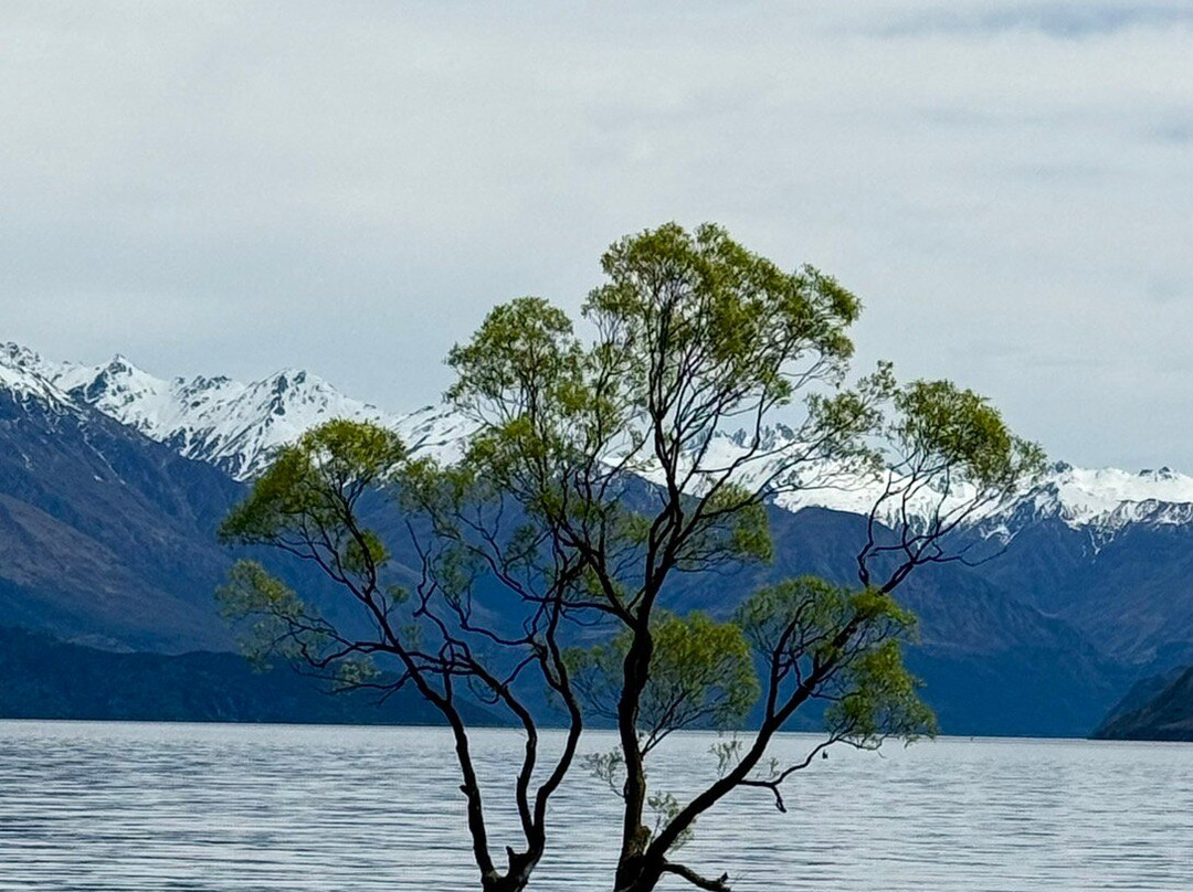 That Wanaka Tree-瓦纳卡必去景点