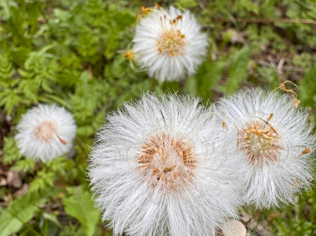Gorenskiy Lesopark-Balashikha必去景点