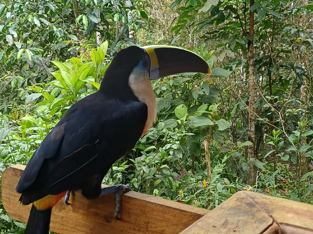 Inkamazonia Jungle Specialist-Manu必去景点