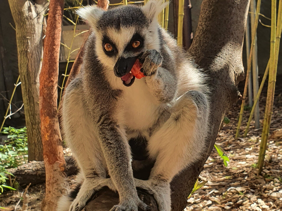 Bioparc Genève Pierre Challandes-Bellevue必去景点