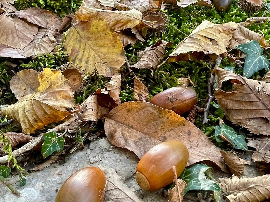 Arco Di Trevi-Guarcino必去景点