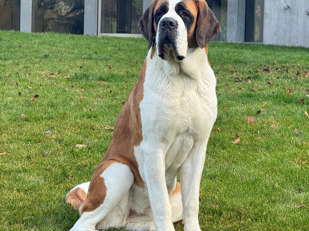 Barryland - Musée Et Chiens Du St-bernard-马蒂尼必去景点