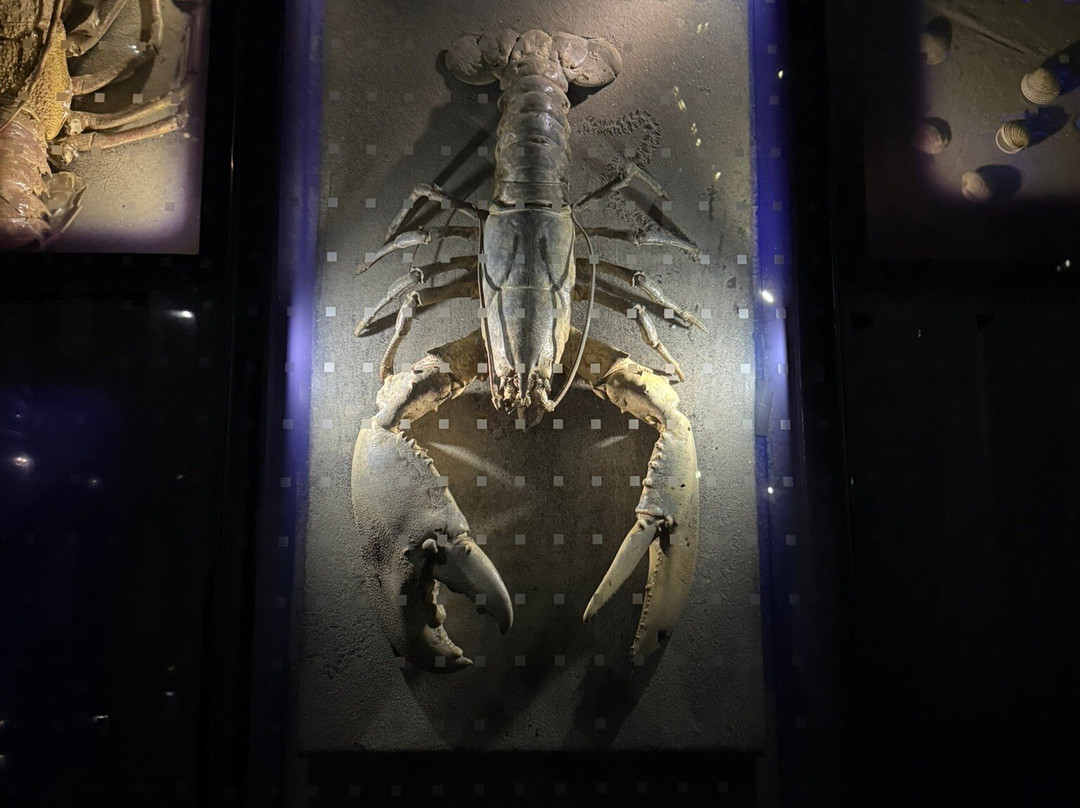 Natural History Museum-里耶卡必去景点