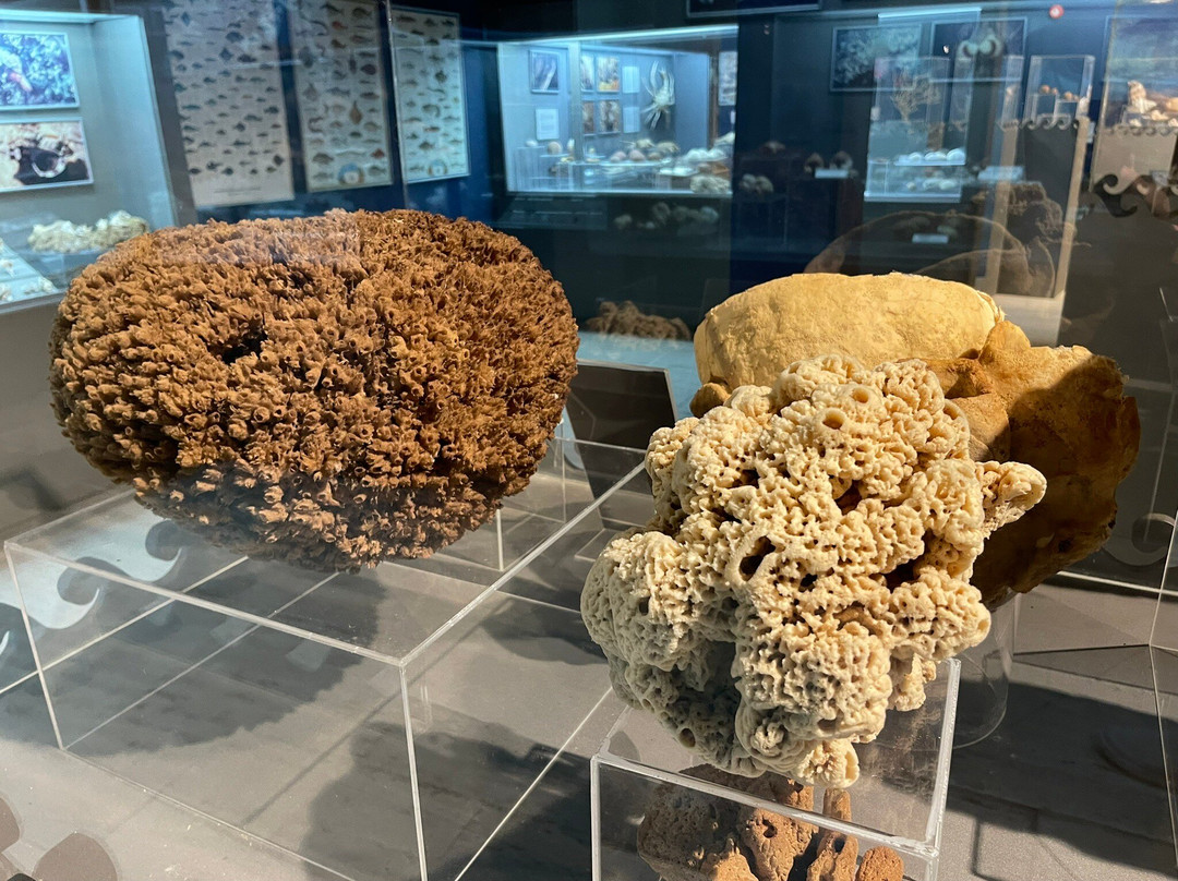 Thalassa Municipal Museum-阿依纳帕必去景点