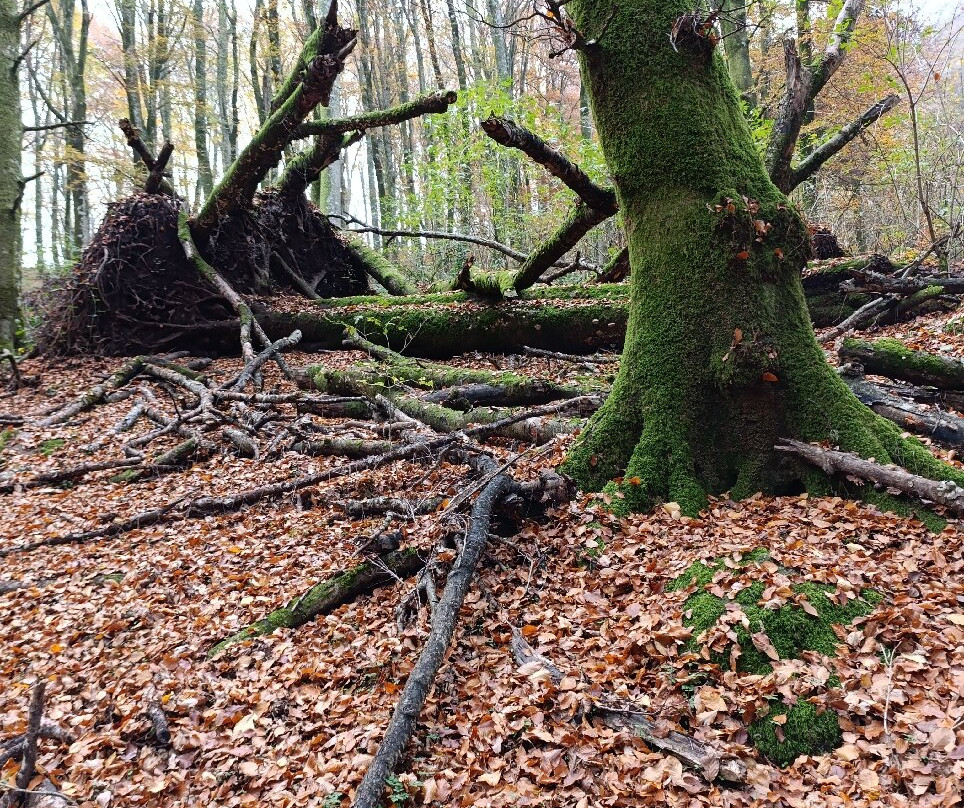 Faggeta del Monte Cimino-Soriano nel Cimino必去景点