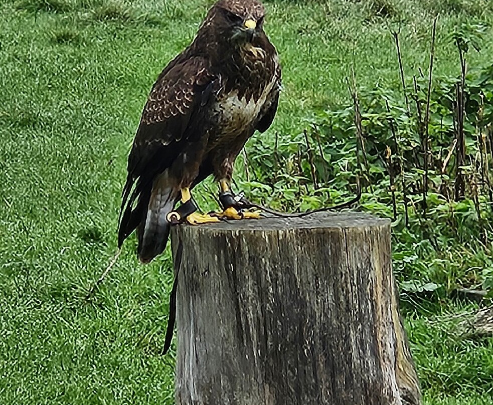 UK Owl And Raptor Centre-Groombridge必去景点