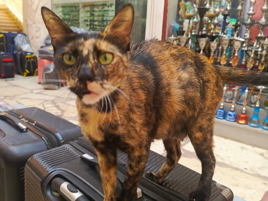 Mall Darya-纳布克湾必去景点