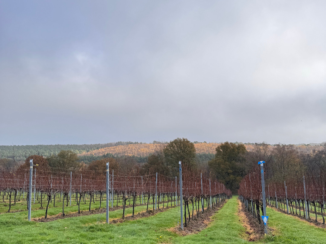 Leonardslee Wine Estate-霍舍姆必去景点
