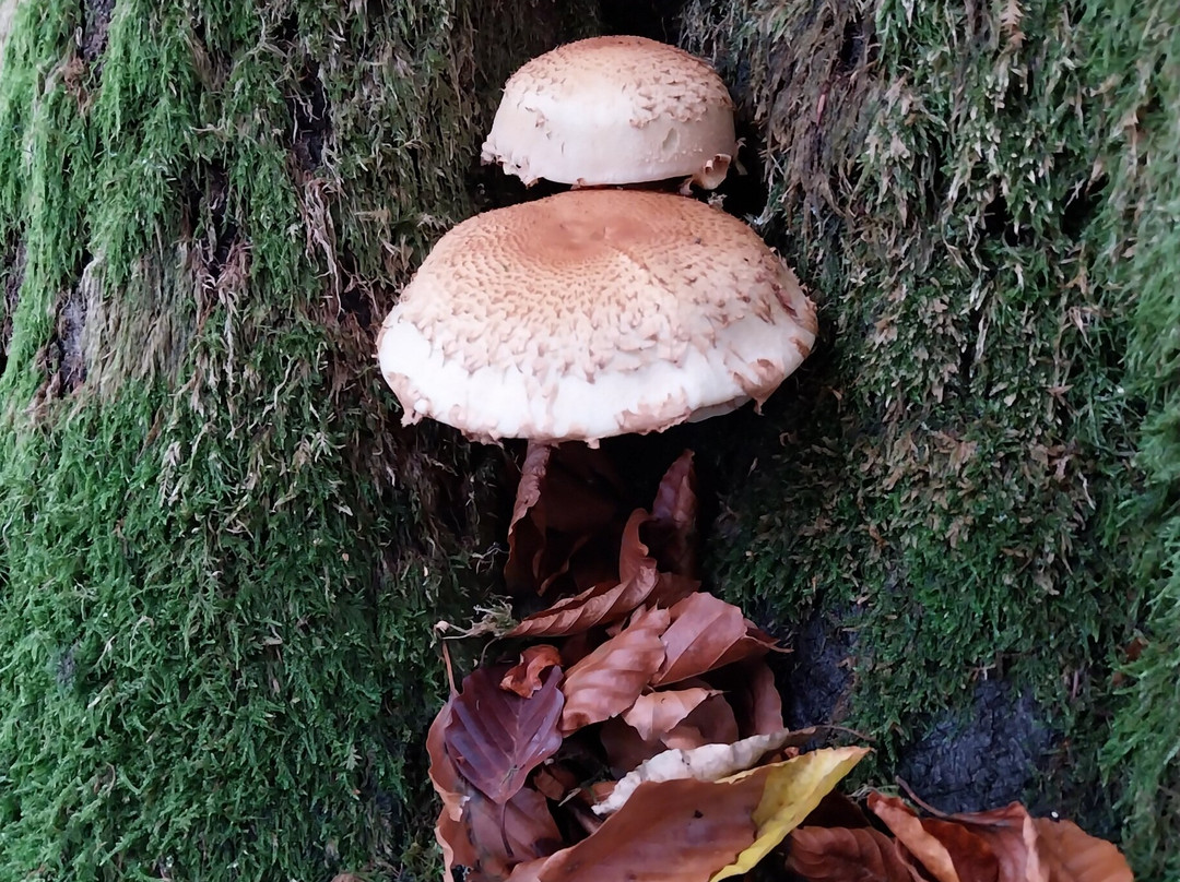 Mont Gargan-Saint-Gilles-les-Forets必去景点