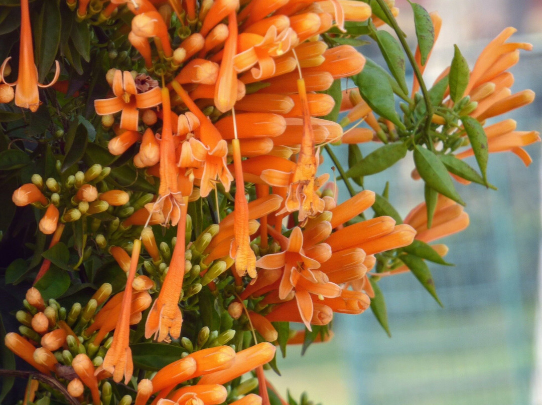Chandigarh Rose Garden-昌迪加必去景点