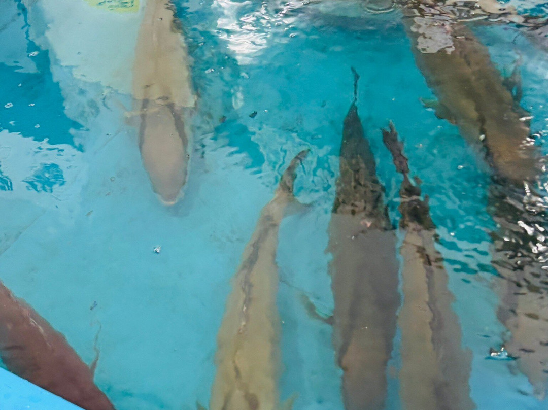 Michi-no-Eki Kamiamakusa Sun Pearl-上天草市必去景点