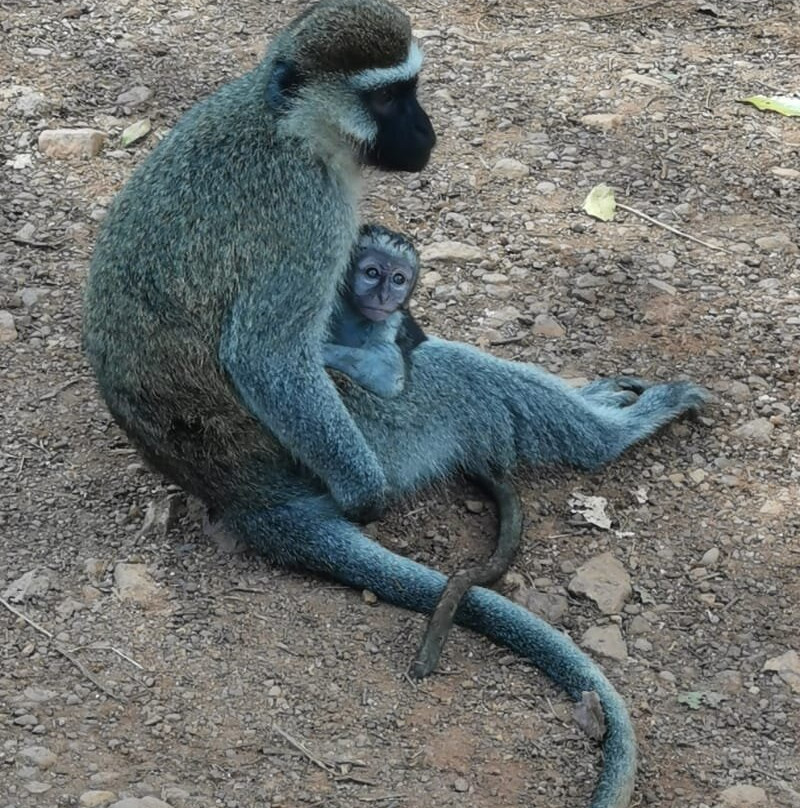 PETNAH AFRICA TOURS-坎帕拉必去景点