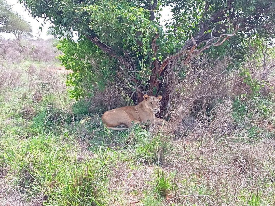 Giornale Kenya Safari - Day Tours-瓦塔木必去景点