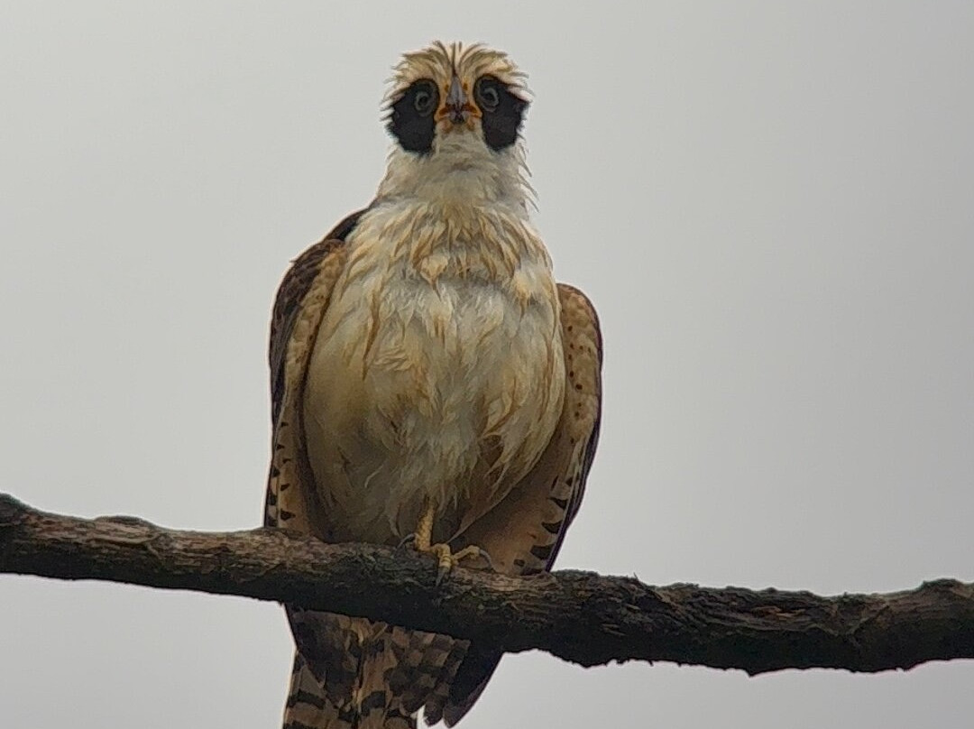 Ale Tours Costa Rica-Santa Barbara必去景点