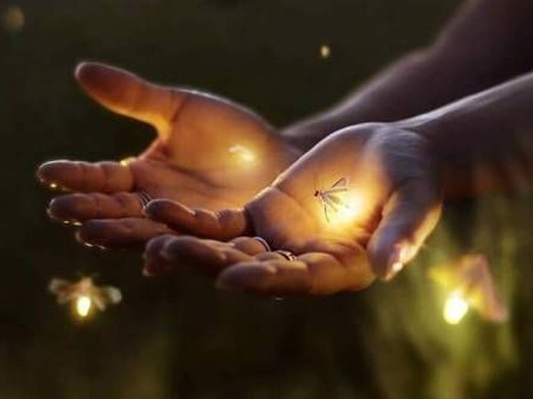 Bali Firefly Night Tour-Tegallalang必去景点