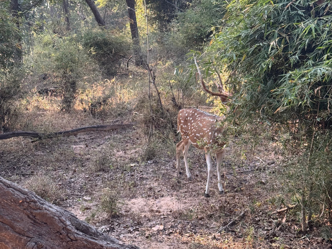 Mahua Kothi, A Taj Safari - Bandhavgarh National Park主图