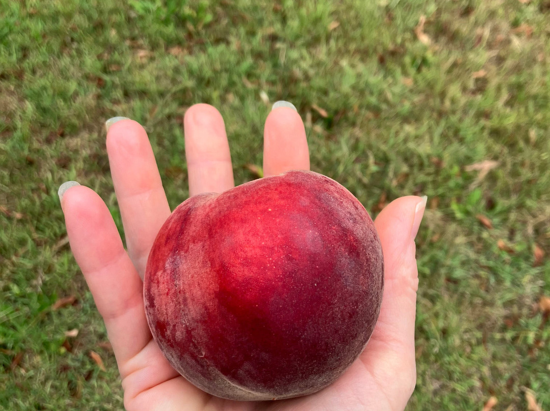 Cedar Creek Orchard-Picton必去景点