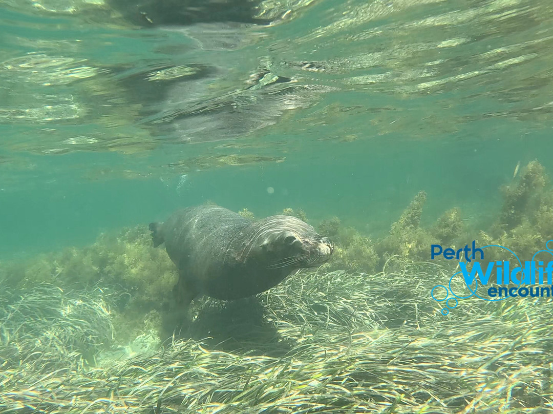 Perth Wildlife Encounters-罗金厄姆必去景点