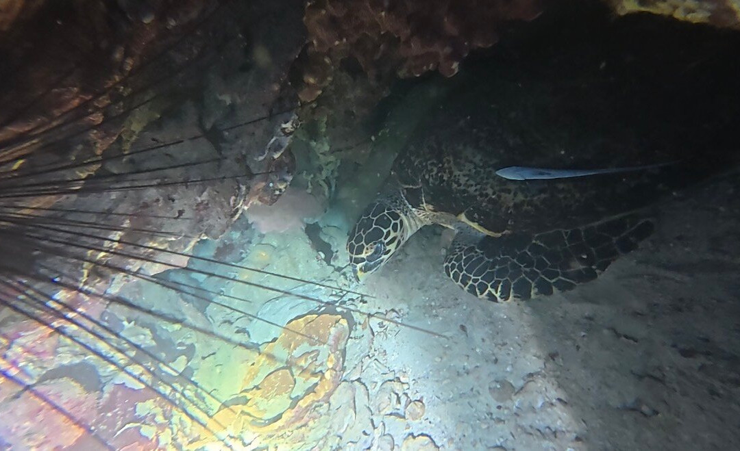 Scuba Nation Diving Centre-高龙撒冷岛必去景点