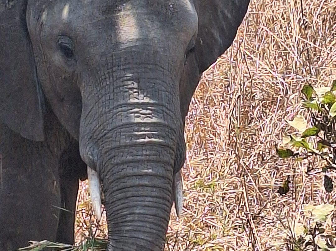 Sima Safari Limited-桑给巴尔市必去景点