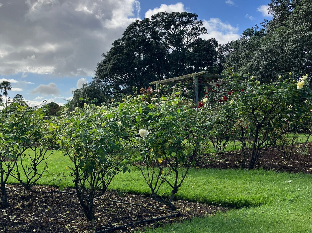帕内尔玫瑰花园-奥克兰中心地区必去景点
