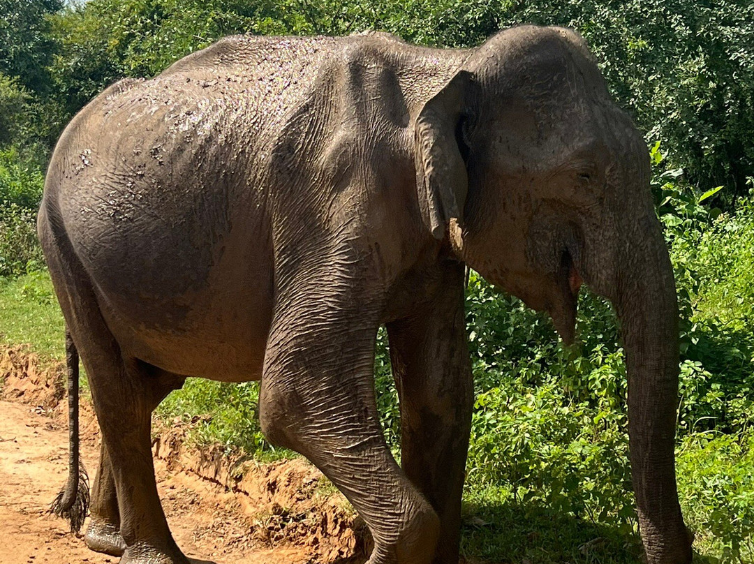 Uda walawe National Park-乌达瓦拉瓦必去景点