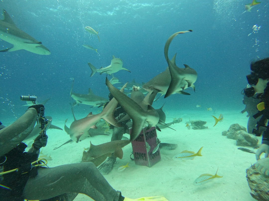 Stuart Cove's-拿骚必去景点