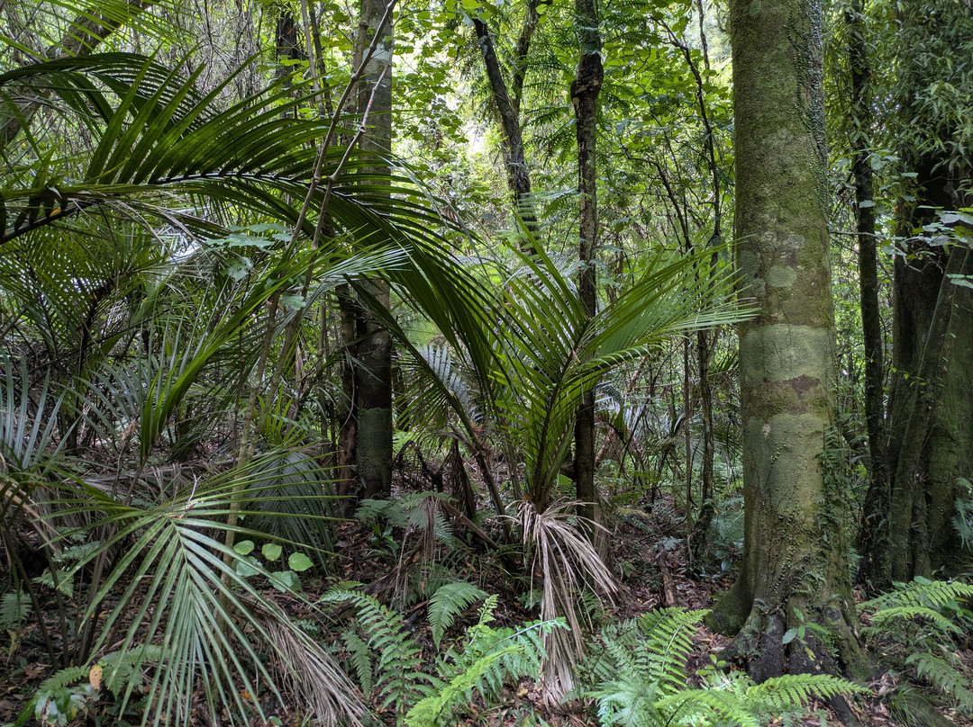 Bushy Park Sanctuary-旺加努伊必去景点