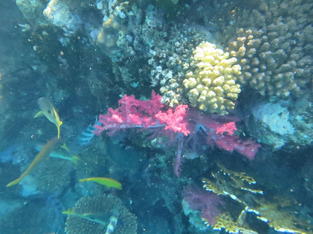 La Pecora Nera-Escursioni Sharm-沙姆沙伊赫必去景点