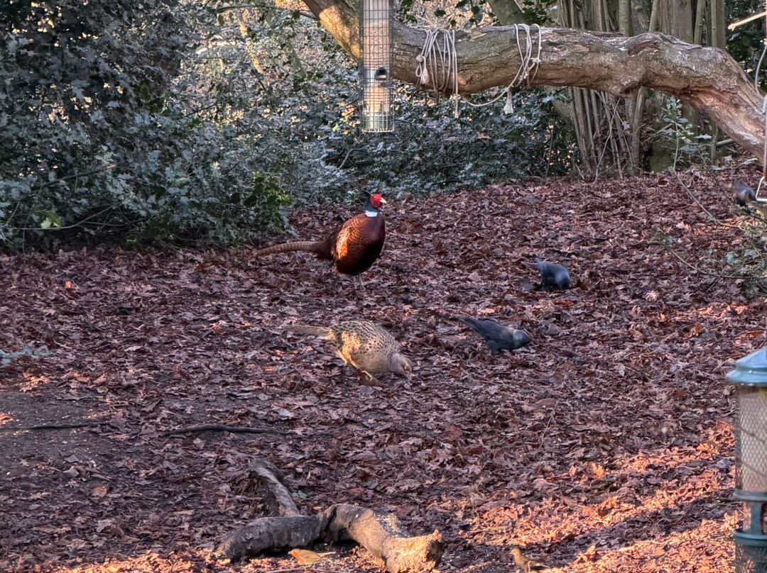 Pensthorpe-Fakenham必去景点