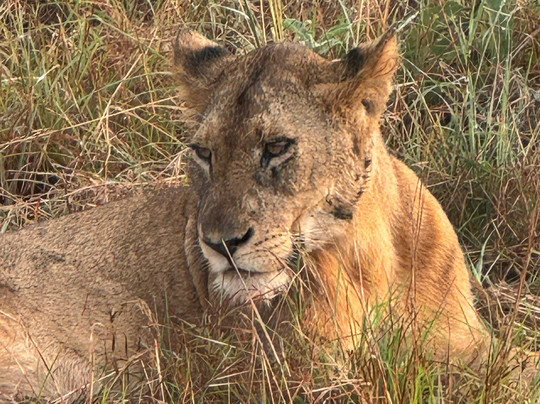 非洲冒险度假-坎帕拉必去景点