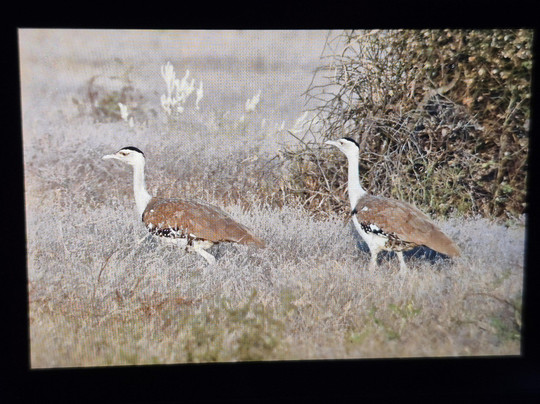 Desert National Park- Safari-杰伊瑟尔梅尔必去景点
